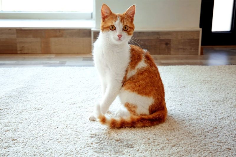 Свежее пятно кошачьей мочи на ковре Свежее пятно кошачьей мочи на ковре